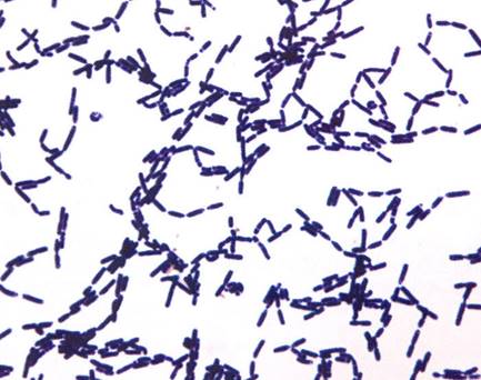gs-gpr%20bacillus