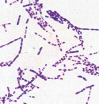 gs-gpr%20bac+spore
